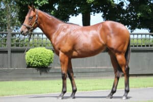The Complete Guide to Buying a Share in a Racehorse in New South Wales