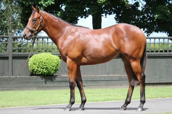 Buying a Share in a Racehorse