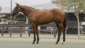 How To Buy A Racehorse In Australia In 2026 