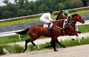 The Complete Guide to How to Buy Horses in Australia via Syndicates