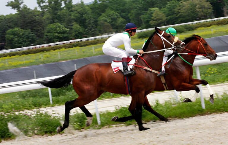 Buy Horses Australia