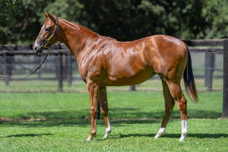 Horse Sales Australia