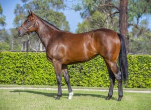 Horse Racing Horses For Sale: A Complete Guide to Buying, Selling, and Maximising Value In 2026